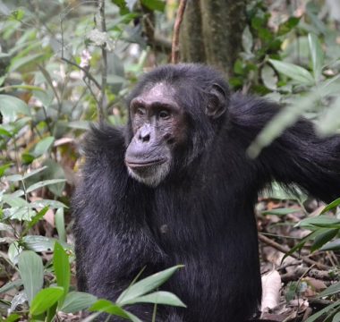 4 Days Rwanda Primates Safari