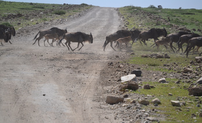 12 Days Tanzania Wildebeest Migration Safari