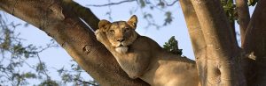 Tree Climbing Lion in Ishasha Sector