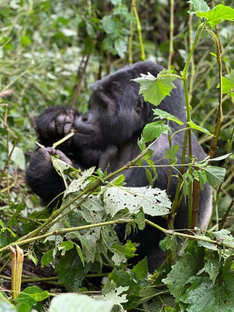 The Famous Mountain Gorilla in Uganda